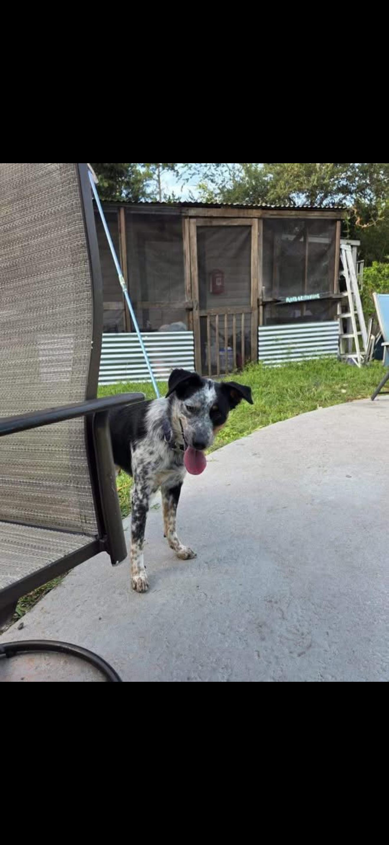 Enlarge Luna, a Adoptable mixed breed in Bradenton, FL image 1/6