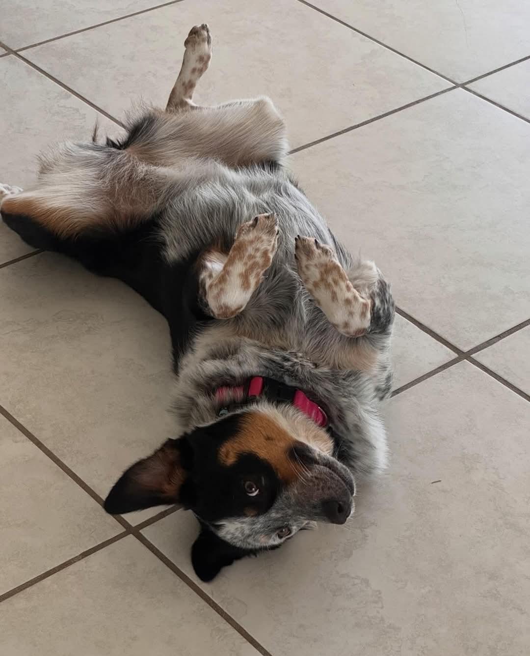 Enlarge Luna, a Adoptable mixed breed in Bradenton, FL image 2/6