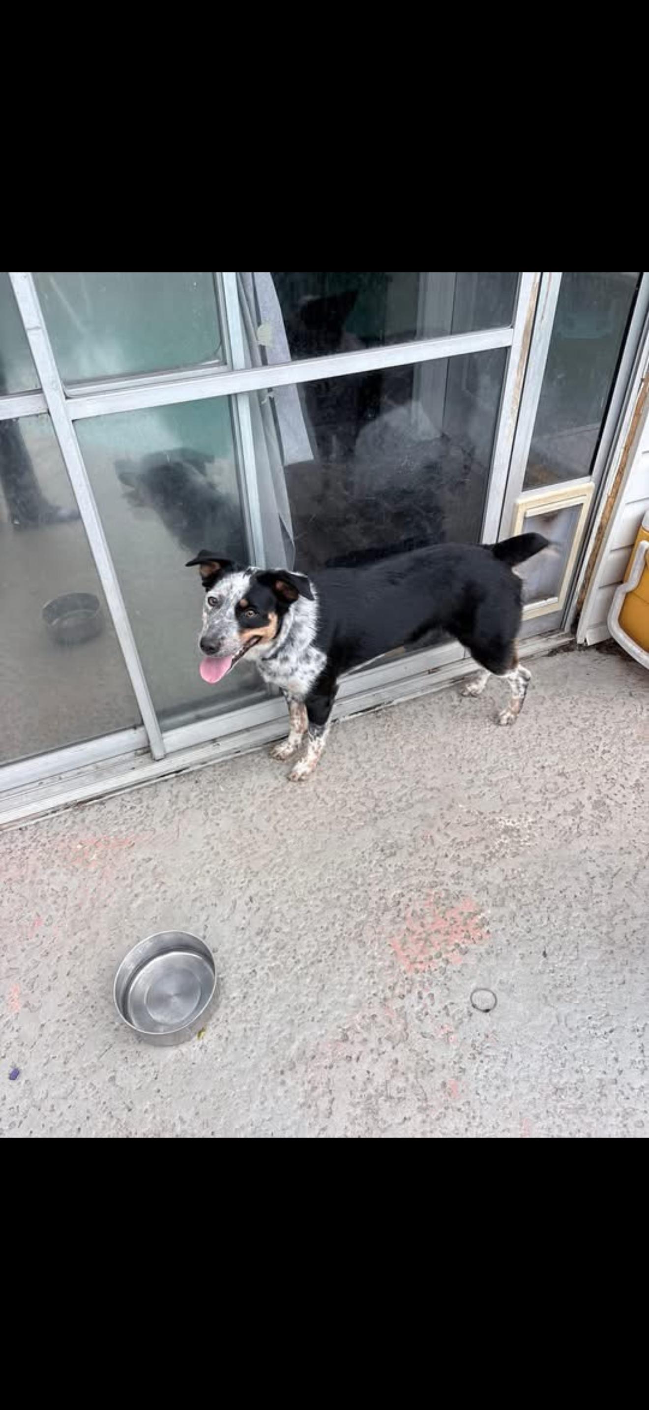 Enlarge Luna, a Adoptable mixed breed in Bradenton, FL image 2/6