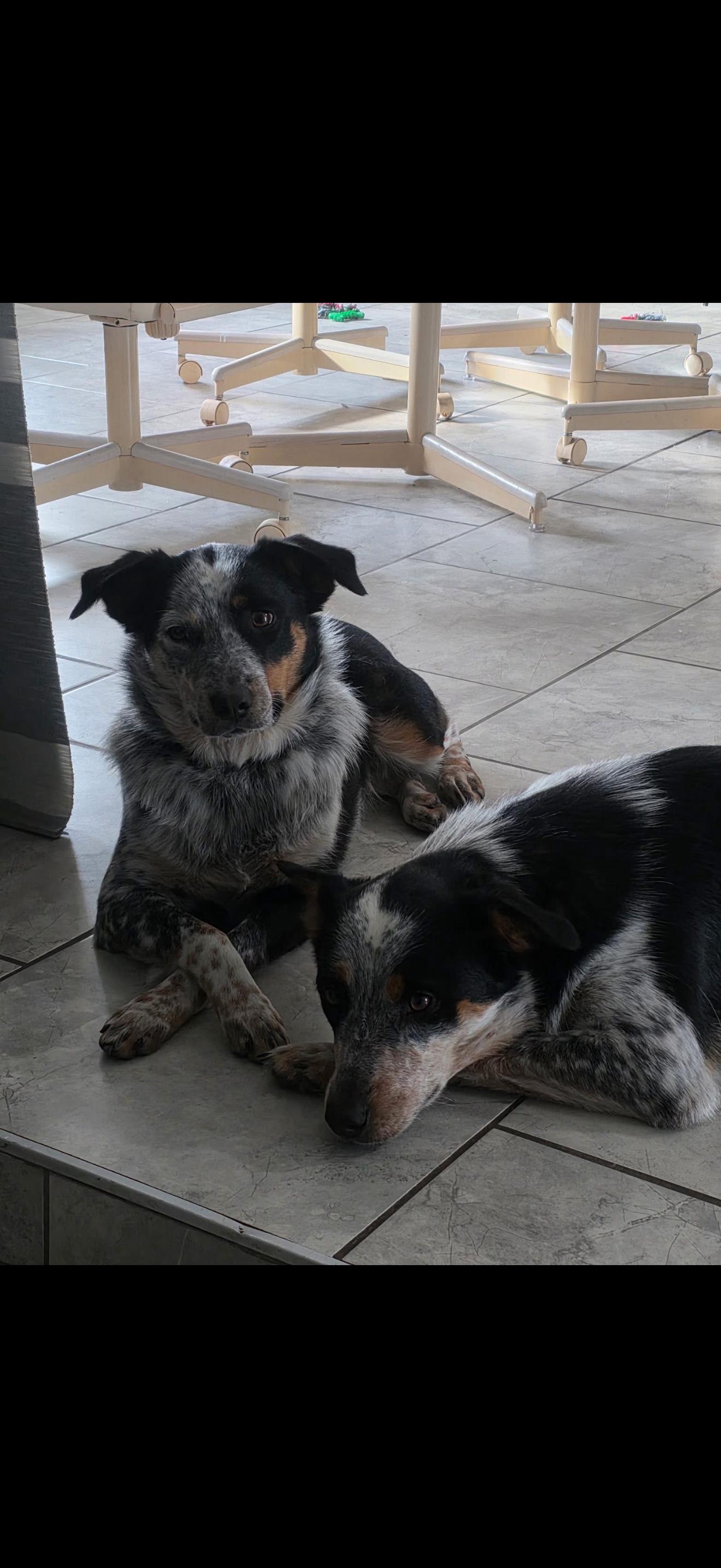 Enlarge Luna, a Adoptable mixed breed in Bradenton, FL image 3/6