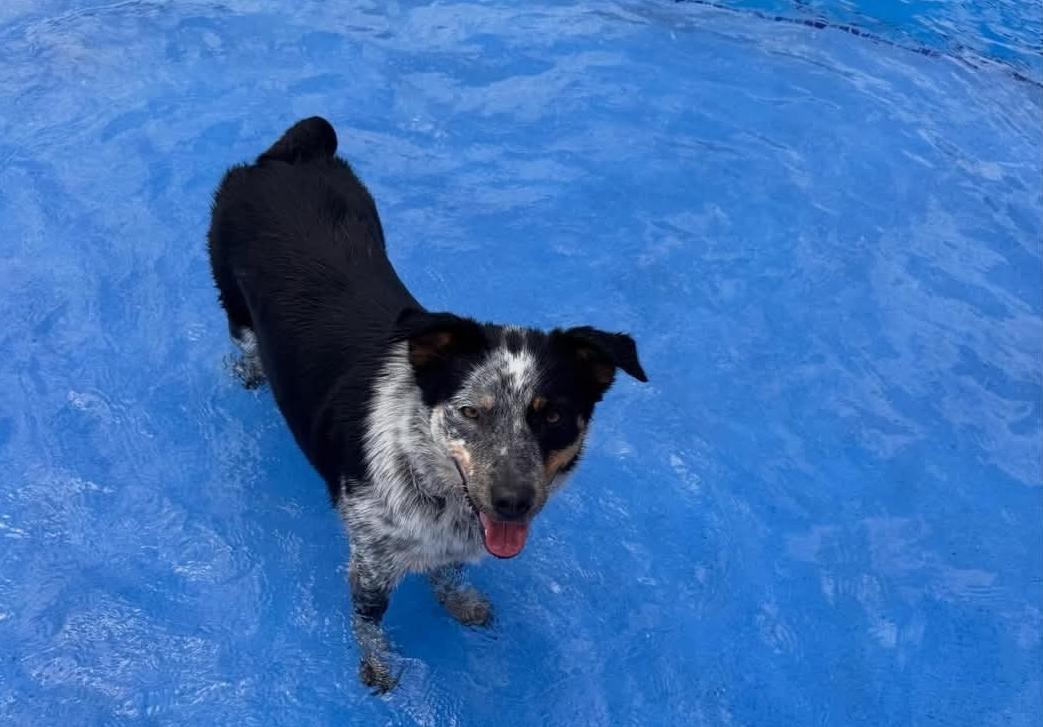 Enlarge Luna, a Adoptable mixed breed in Bradenton, FL image 5/6
