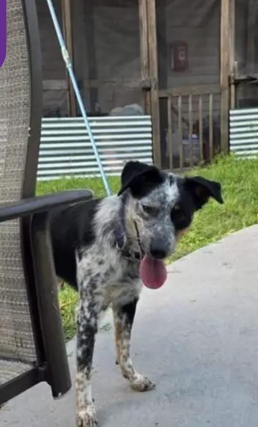 Enlarge Luna, a Adoptable mixed breed in Bradenton, FL image 4/6