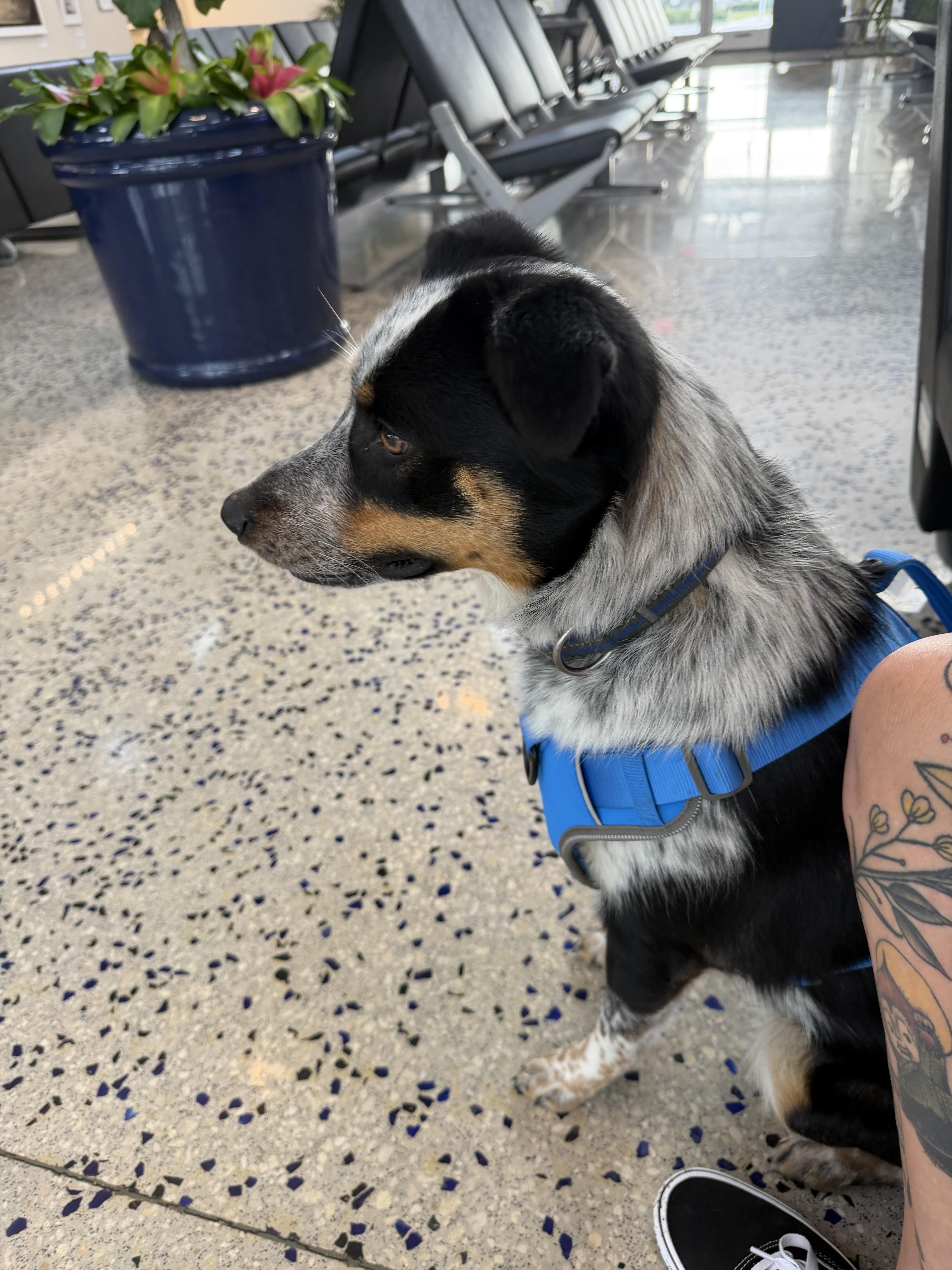 Enlarge Luna, a Adoptable mixed breed in Bradenton, FL image 5/6