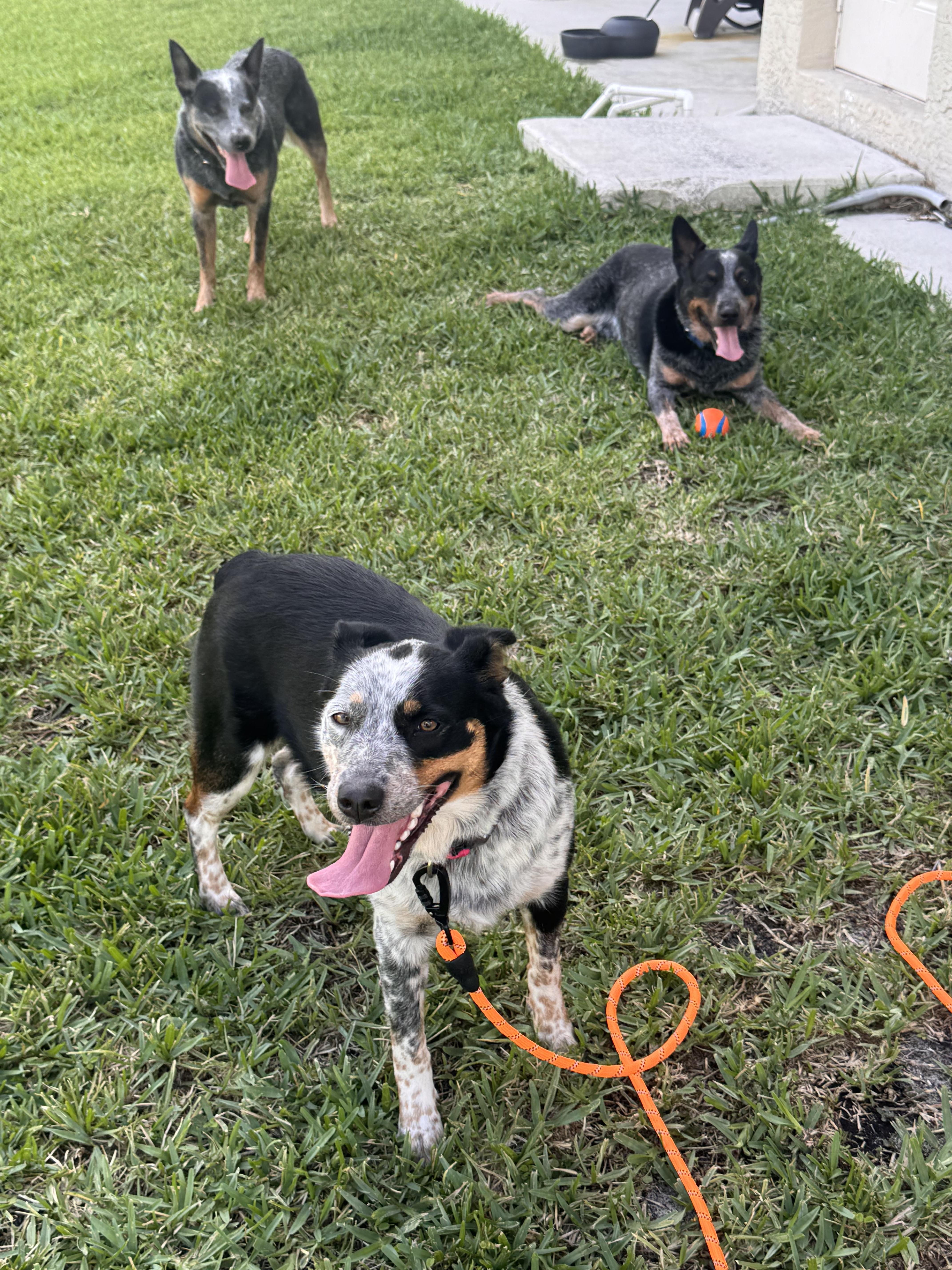 Enlarge Luna, a Adoptable mixed breed in Bradenton, FL image 6/6