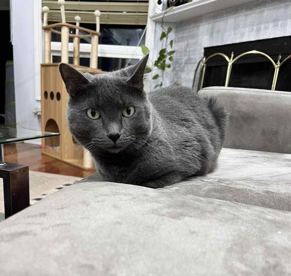 Marbles & Smokey - Male/Female, Adoptable, Adult Male Domestic Short Hair.