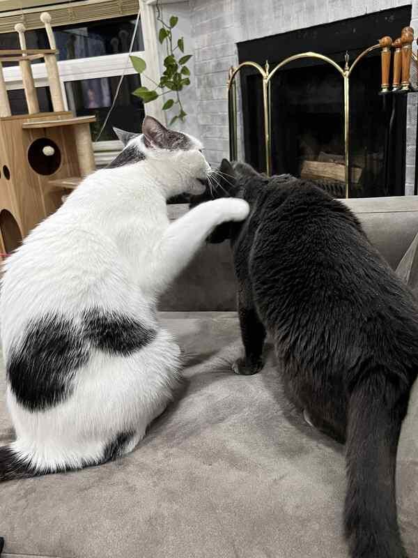 Enlarge Marbles & Smokey - Male/Female, a Adoptable mixed breed in Mississauga, ON image 2/6