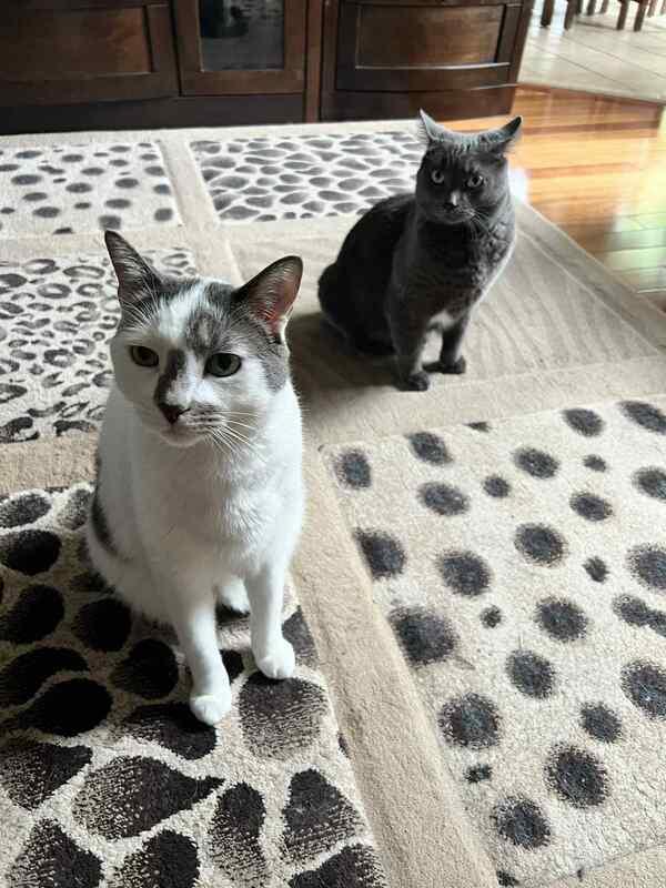 Enlarge Marbles & Smokey - Male/Female, a Adoptable mixed breed in Mississauga, ON image 4/6