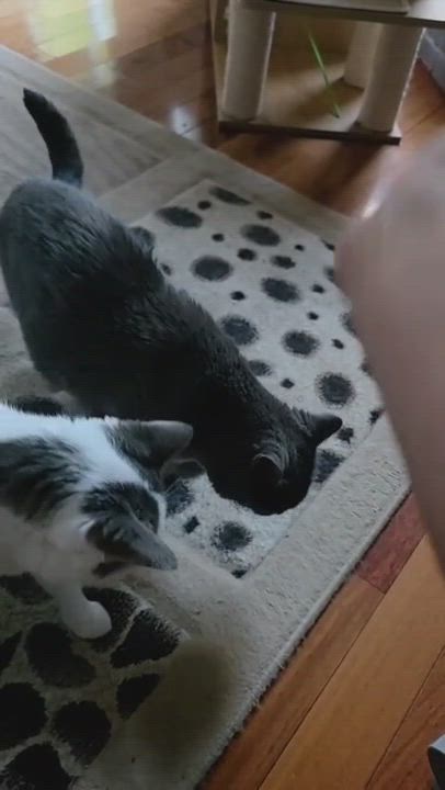 Enlarge Marbles & Smokey - Male/Female, a Adoptable mixed breed in Mississauga, ON video 5/6