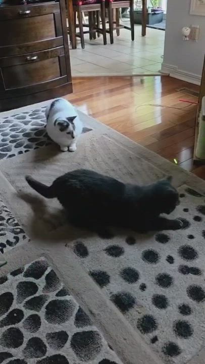 Enlarge Marbles & Smokey - Male/Female, a Adoptable mixed breed in Mississauga, ON video 6/6