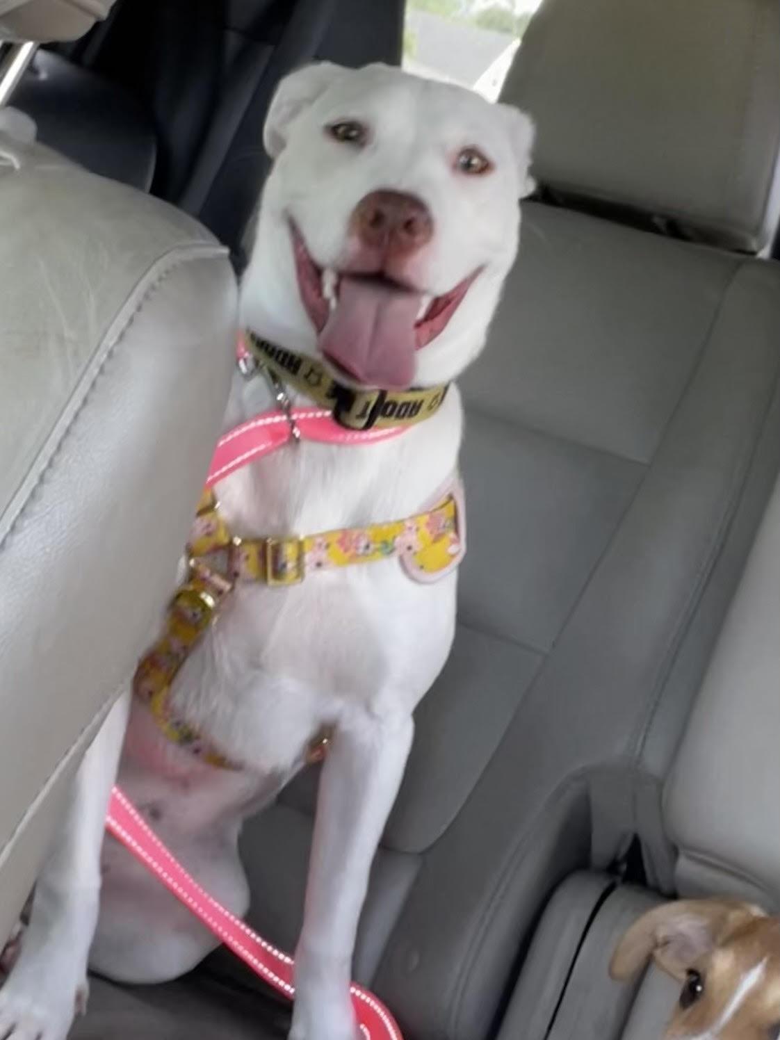 Enlarge Baby, a Adoptable mixed breed in Herndon, VA image 2/3