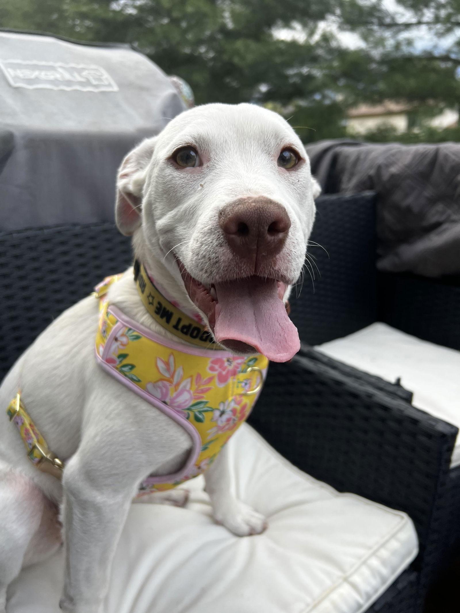 Enlarge Baby, a Adoptable mixed breed in Herndon, VA image 1/3