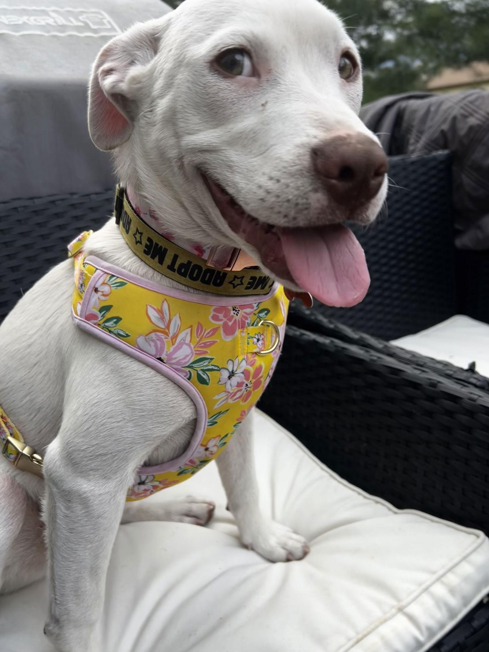 Enlarge Baby, a Adoptable mixed breed in Herndon, VA image 3/3