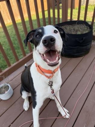 Fumble, Adoptable, Puppy Male Mixed Breed & Mixed Breed.