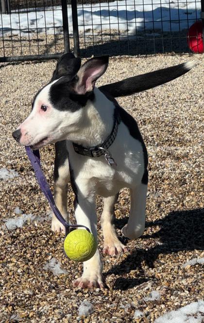 Fumble, a Adoptable mixed breed in Burlington, WI image 2/3