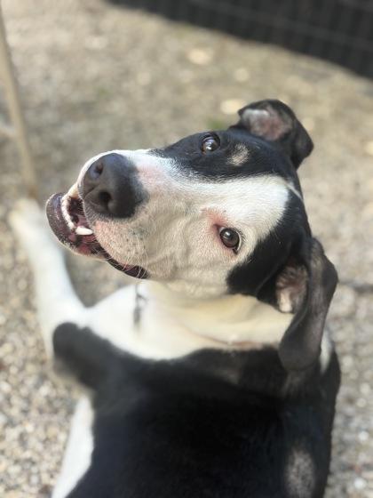 Fumble, a Adoptable mixed breed in Burlington, WI image 3/3