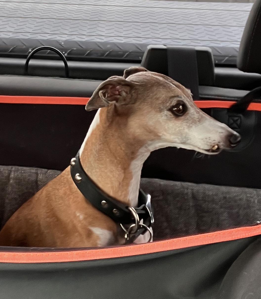 Apollo, adopted, Senior Male Italian Greyhound.