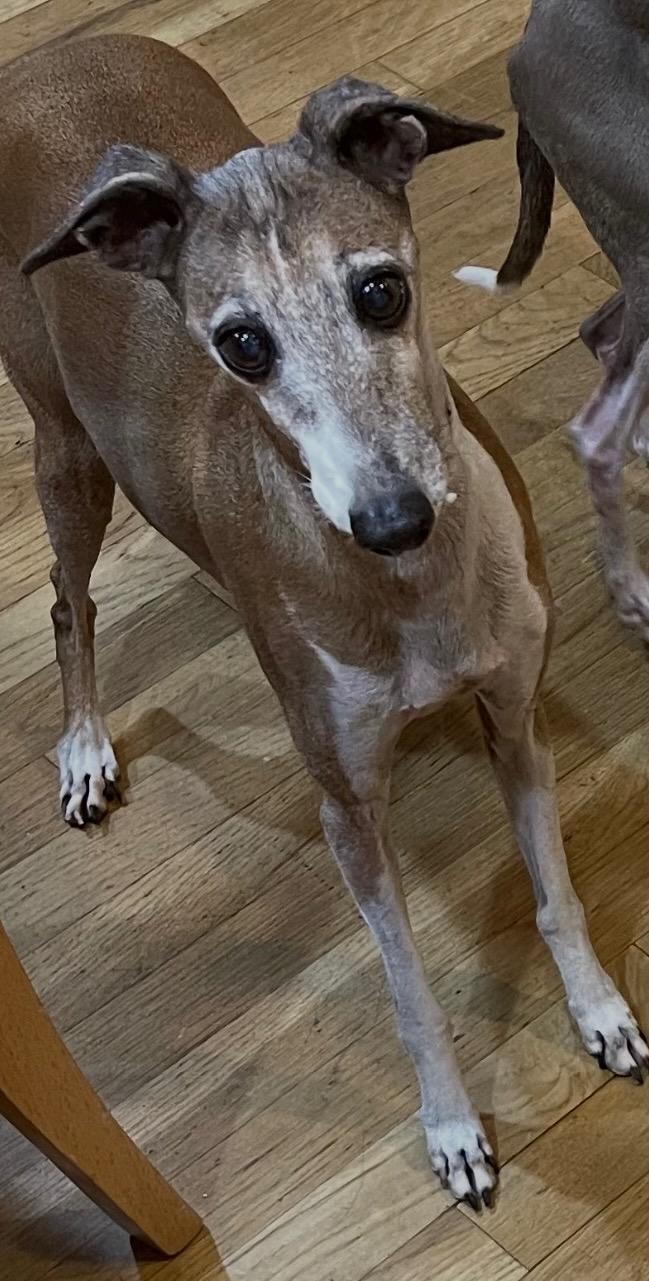 Enlarge Apollo, an adopted Italian Greyhound in Las Vegas, NV image 2/2