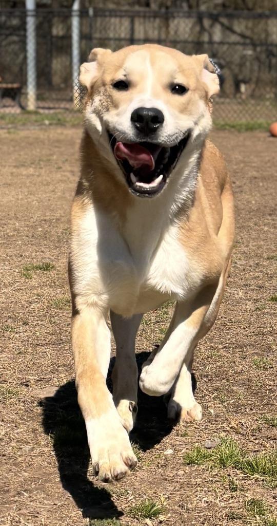 Aiden (Harry), Adoptable, Young Male Great Pyrenees.
