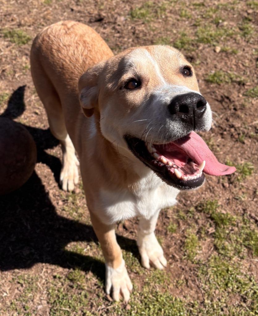 Aiden (Harry), a Adoptable Great Pyrenees in Little Rock, AR image 2/4