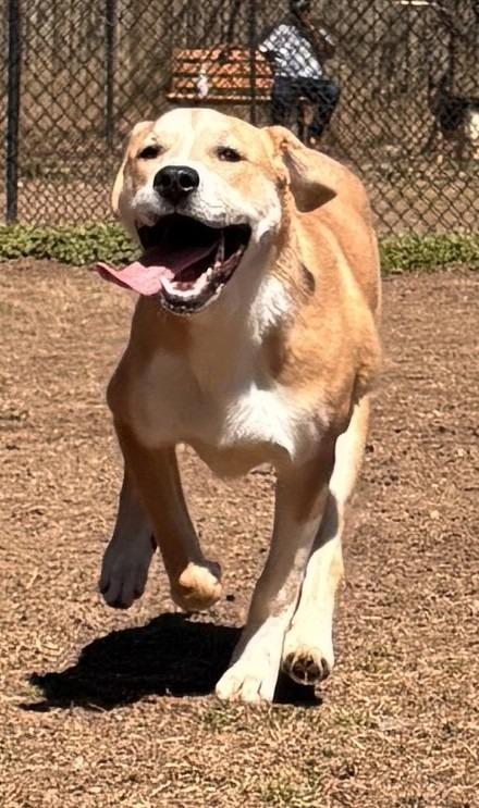 Aiden (Harry), a Adoptable Great Pyrenees in Little Rock, AR image 3/4