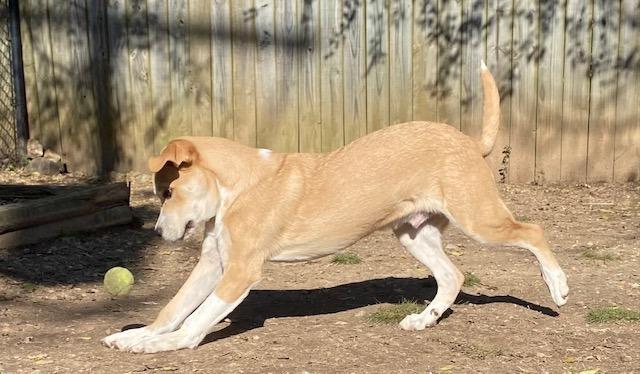Aiden (Harry), a Adoptable Great Pyrenees in Little Rock, AR image 4/4