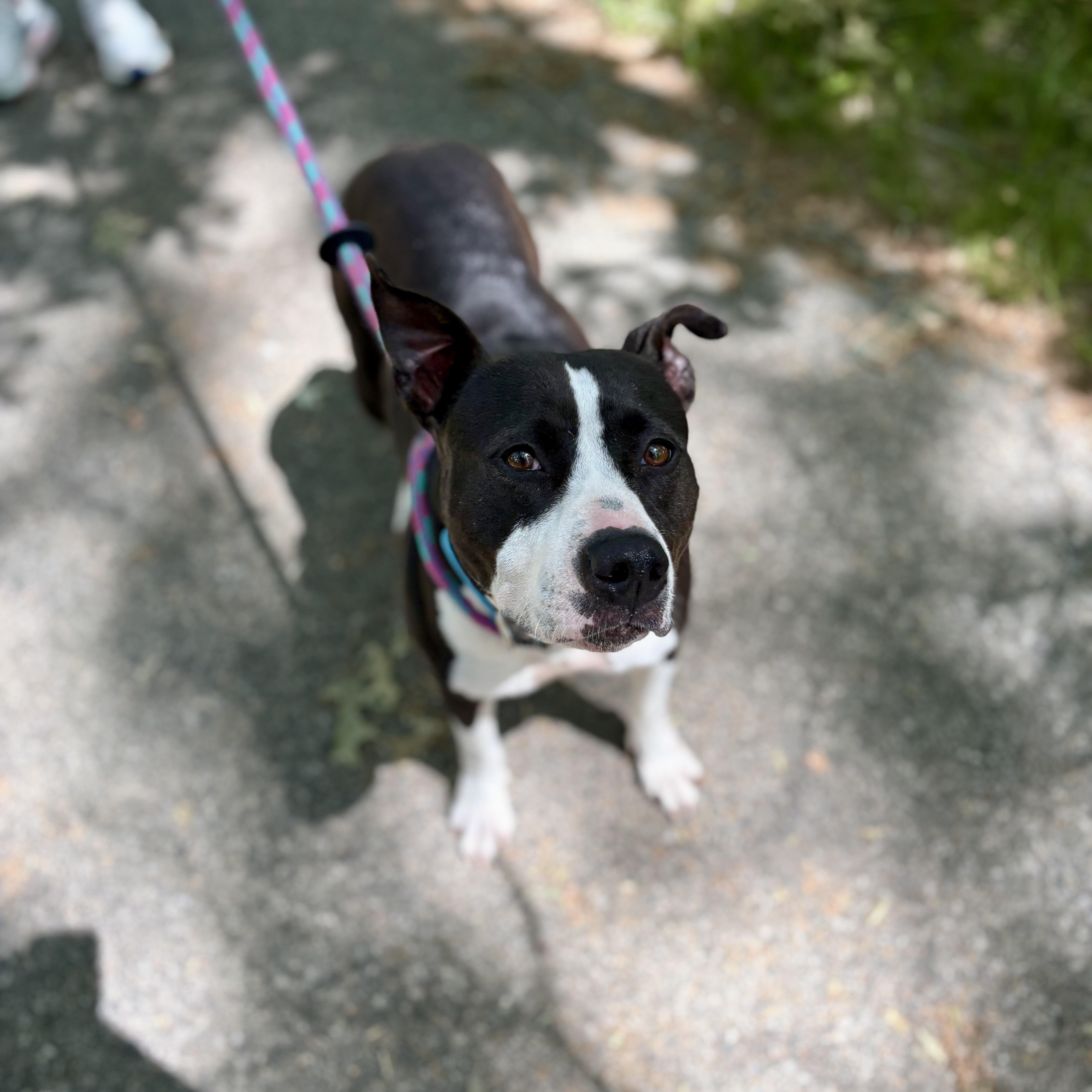 Enlarge Phoebe, a Adoptable mixed breed in Cumberland, RI image 3/6