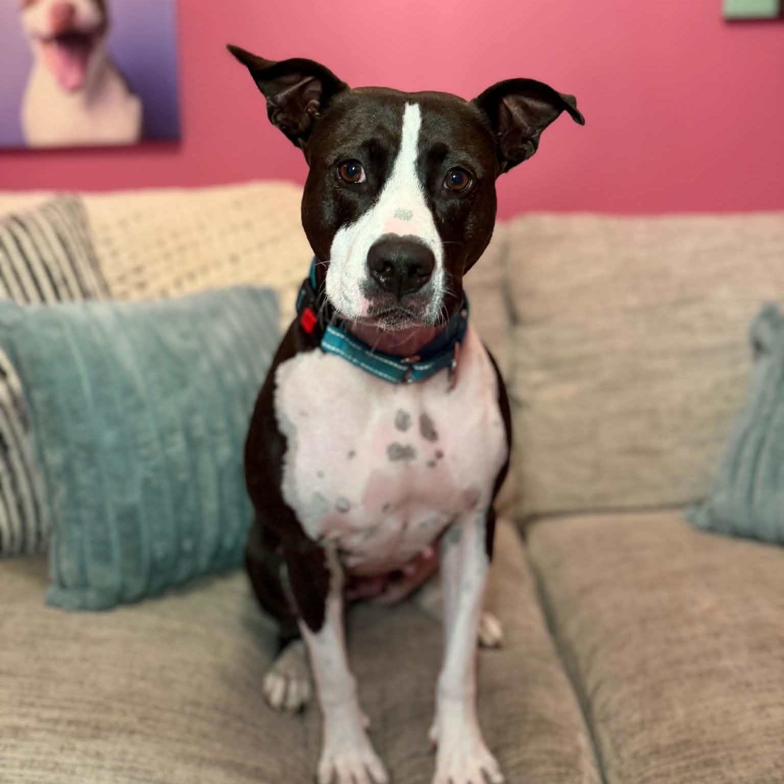 Enlarge Phoebe, a Adoptable mixed breed in Cumberland, RI image 5/6