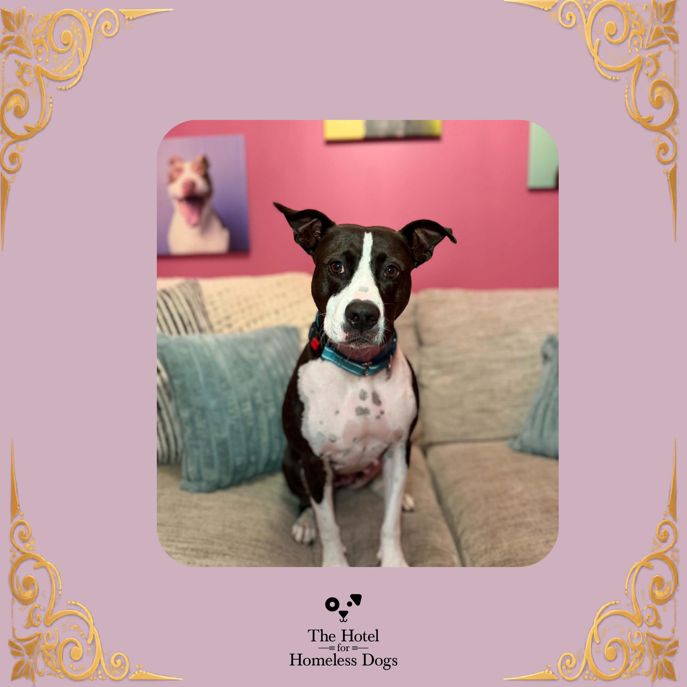Enlarge Phoebe, a Adoptable mixed breed in Cumberland, RI image 1/6