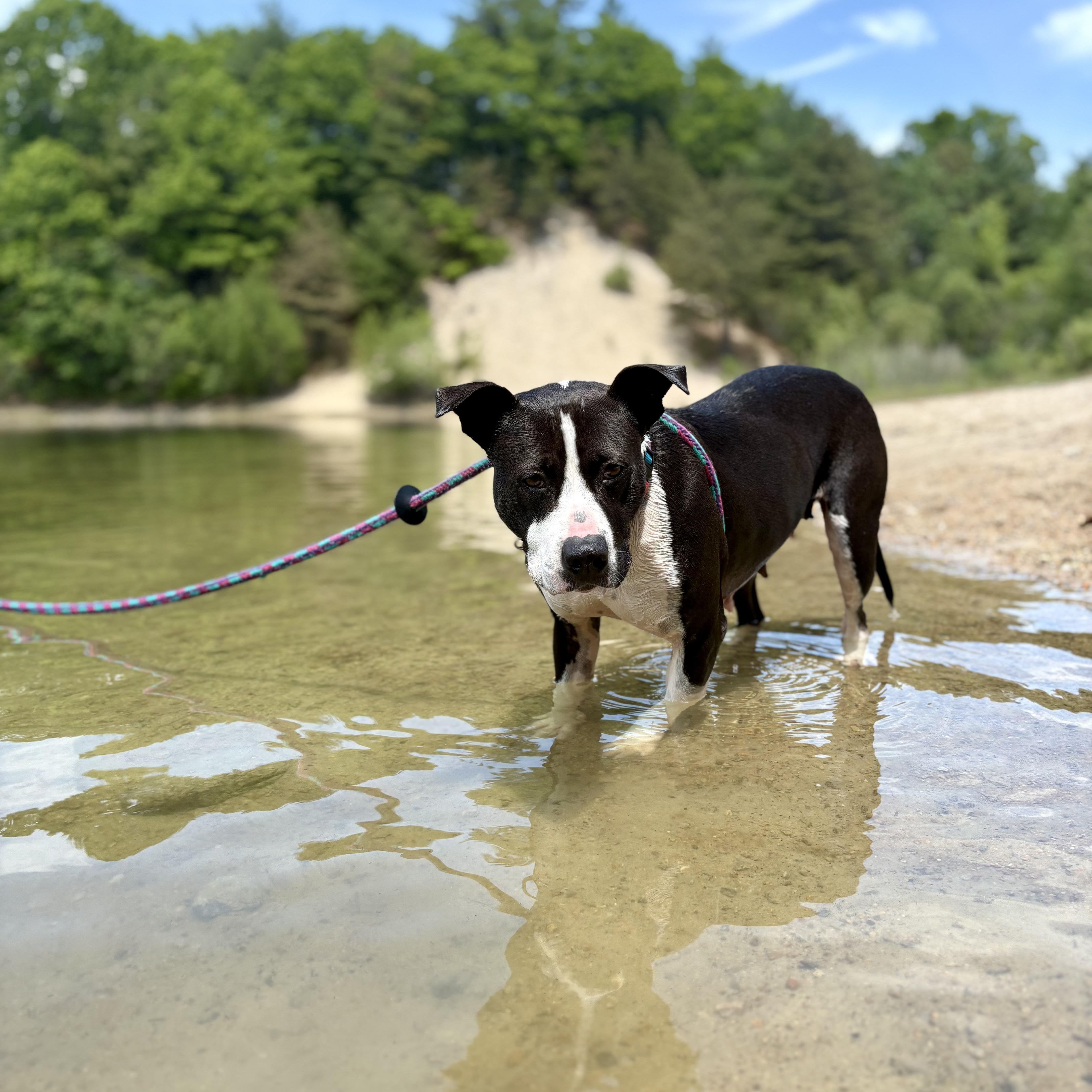 Enlarge Phoebe, a Adoptable mixed breed in Cumberland, RI image 2/6