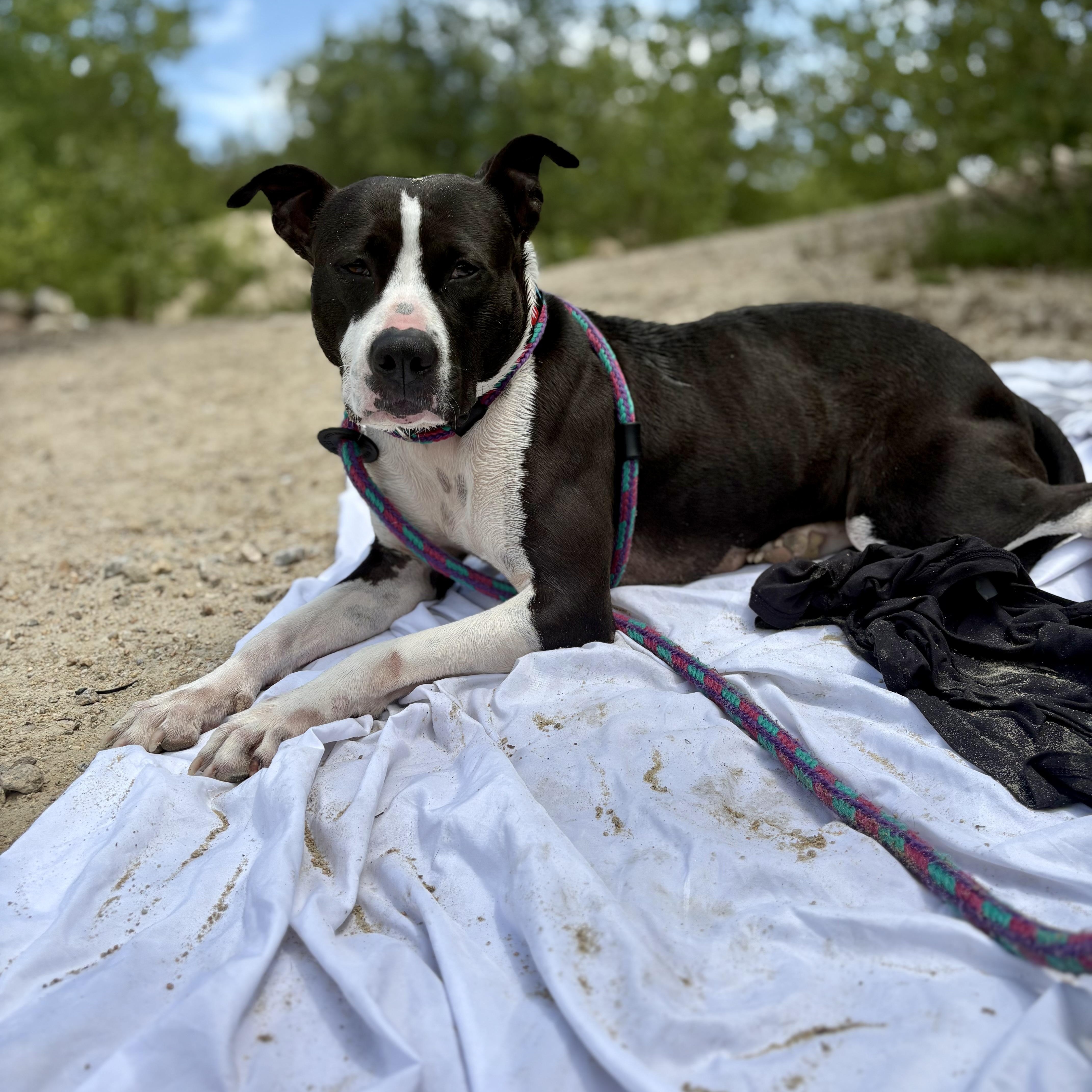 Enlarge Phoebe, a Adoptable mixed breed in Cumberland, RI image 4/6