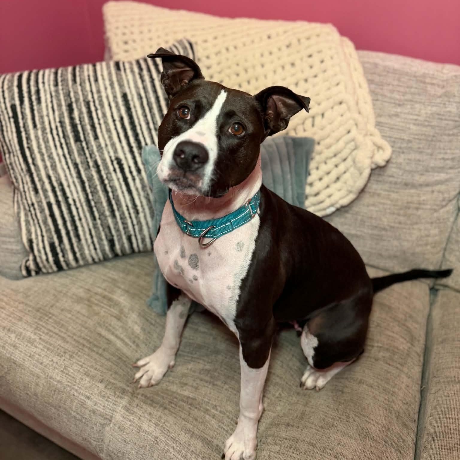 Enlarge Phoebe, a Adoptable mixed breed in Cumberland, RI image 6/6