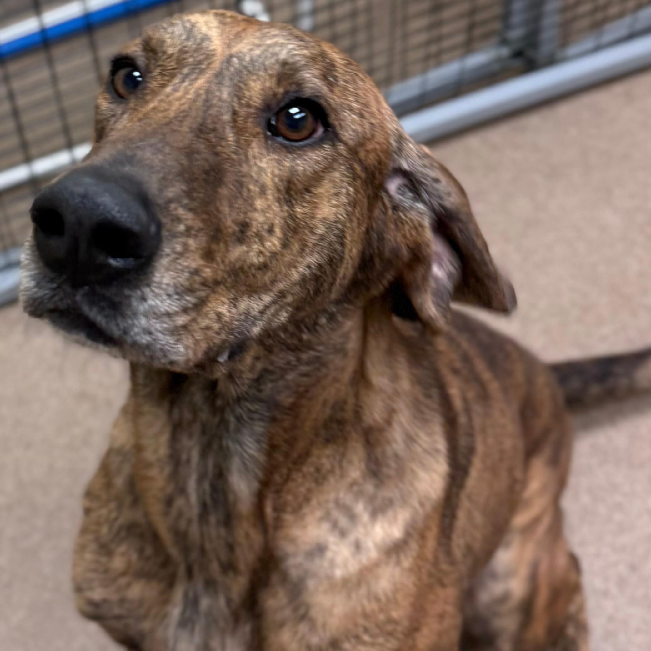 Chewy (North Carolina), Adoptable, Adult Male Hound.