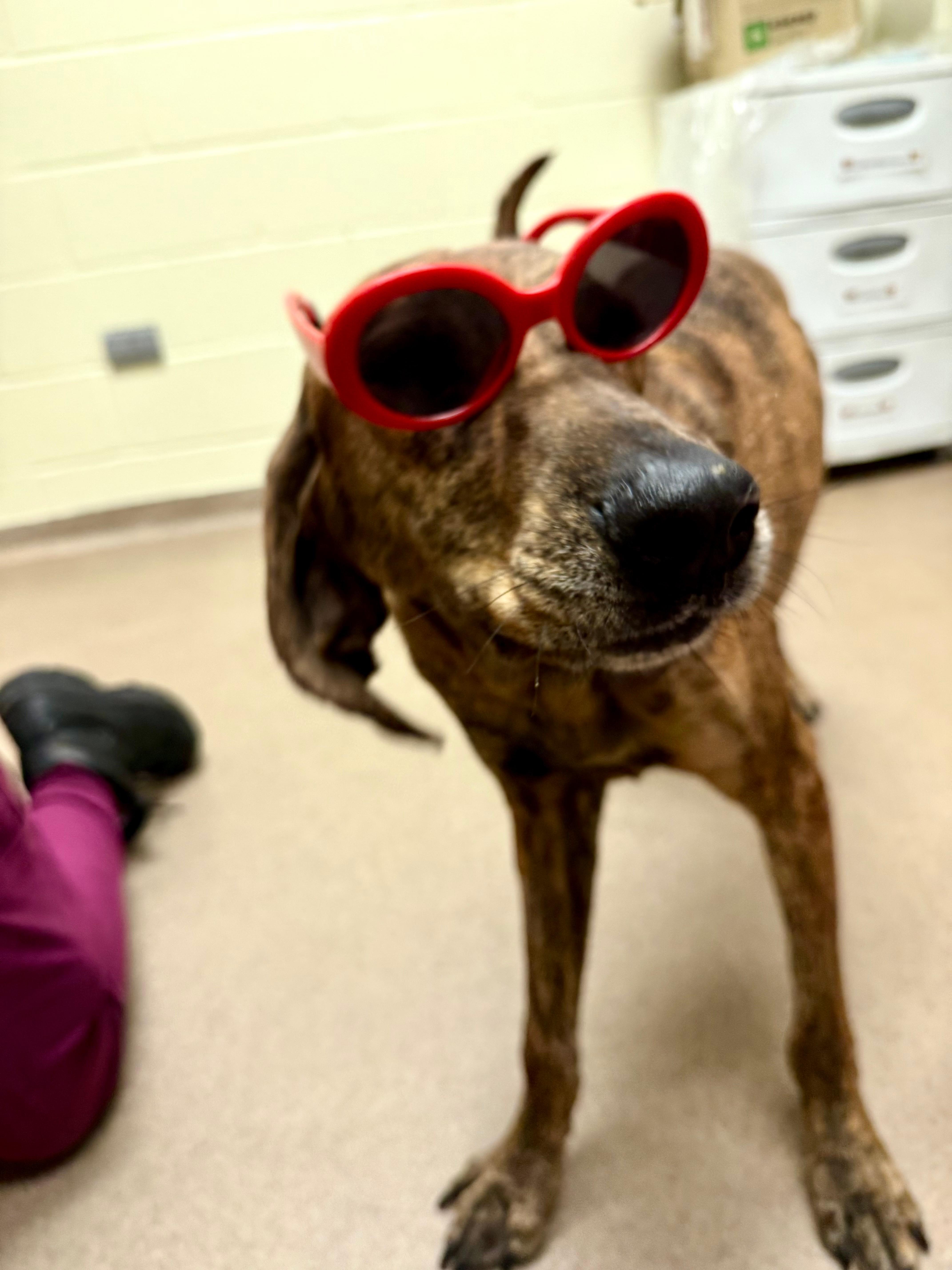 Enlarge Chewy (North Carolina), a Adoptable Hound in Raleigh, NC image 6/6