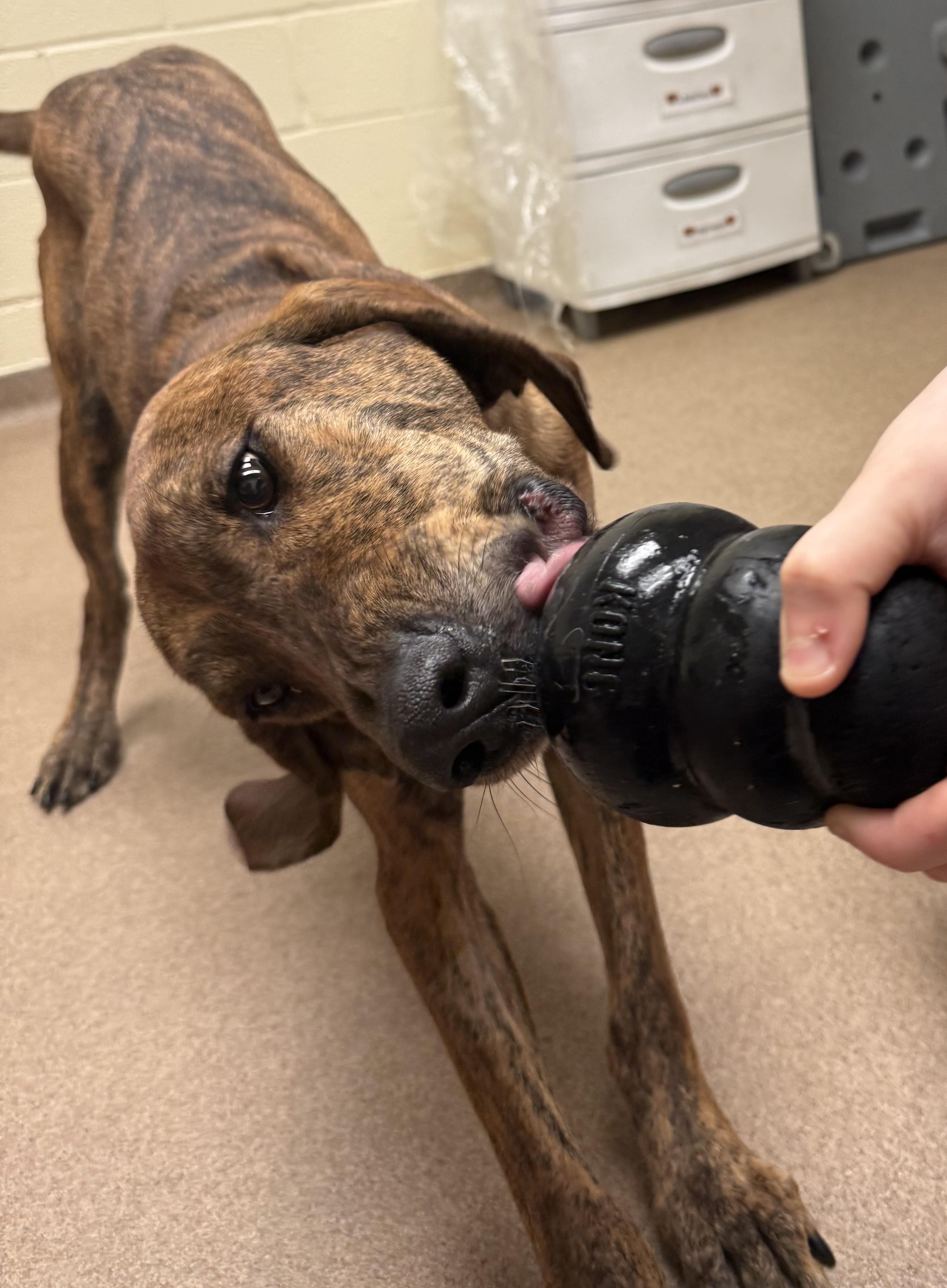 Enlarge Chewy (North Carolina), a Adoptable Hound in Raleigh, NC image 2/6