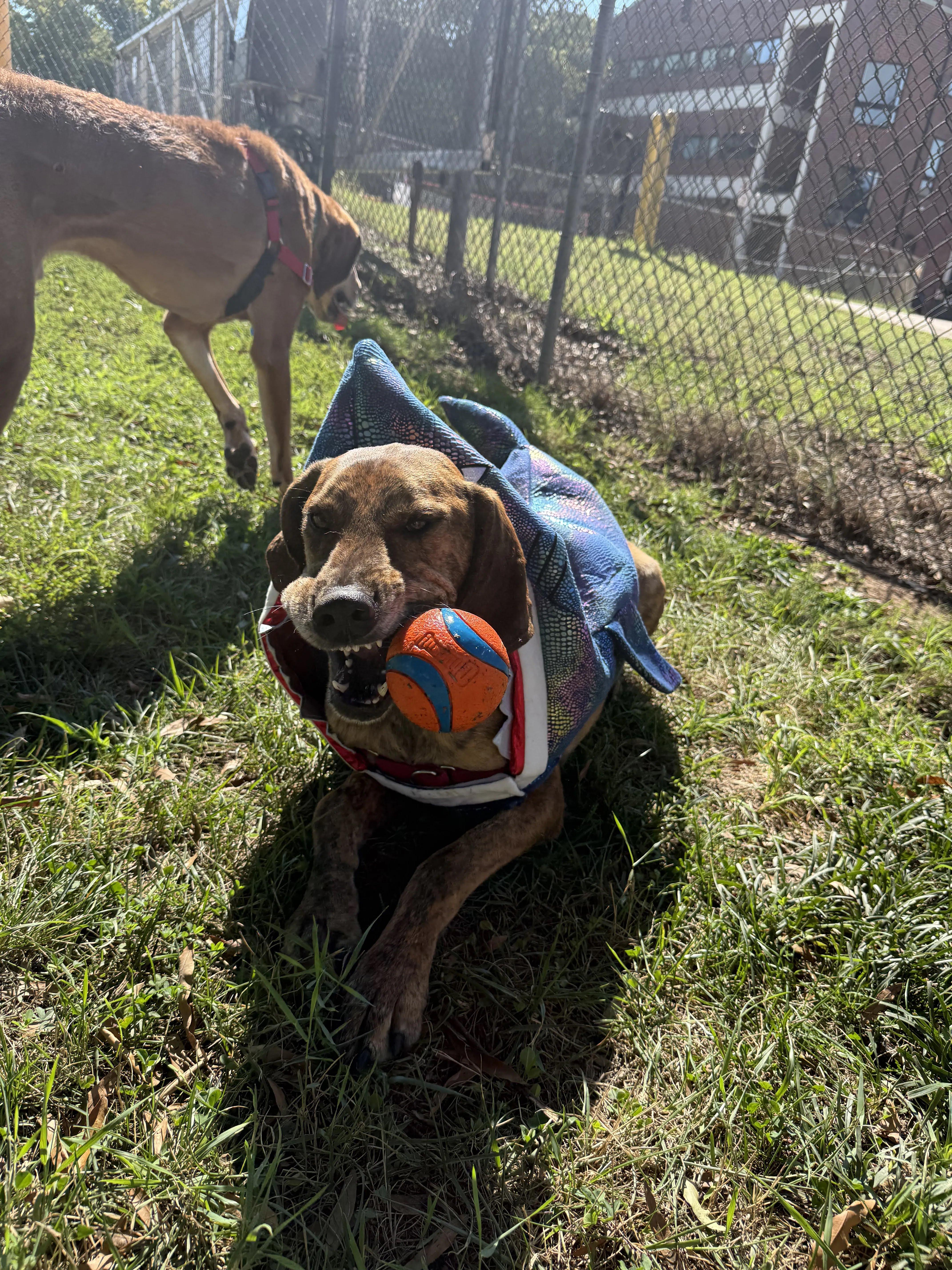 Enlarge Chewy (North Carolina), a Adoptable Hound in Raleigh, NC image 5/6