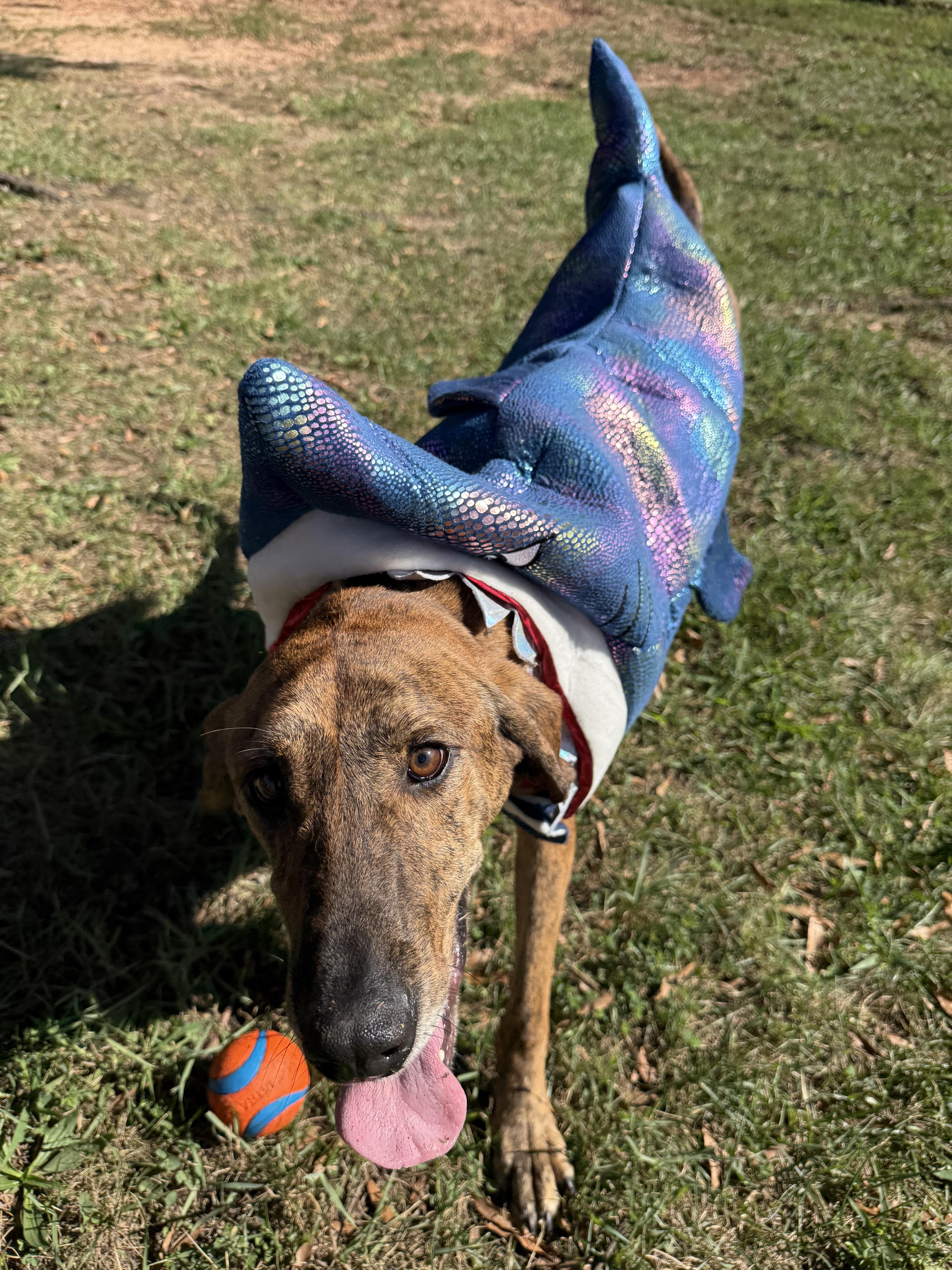 Enlarge Chewy (North Carolina), a Adoptable Hound in Raleigh, NC image 3/6