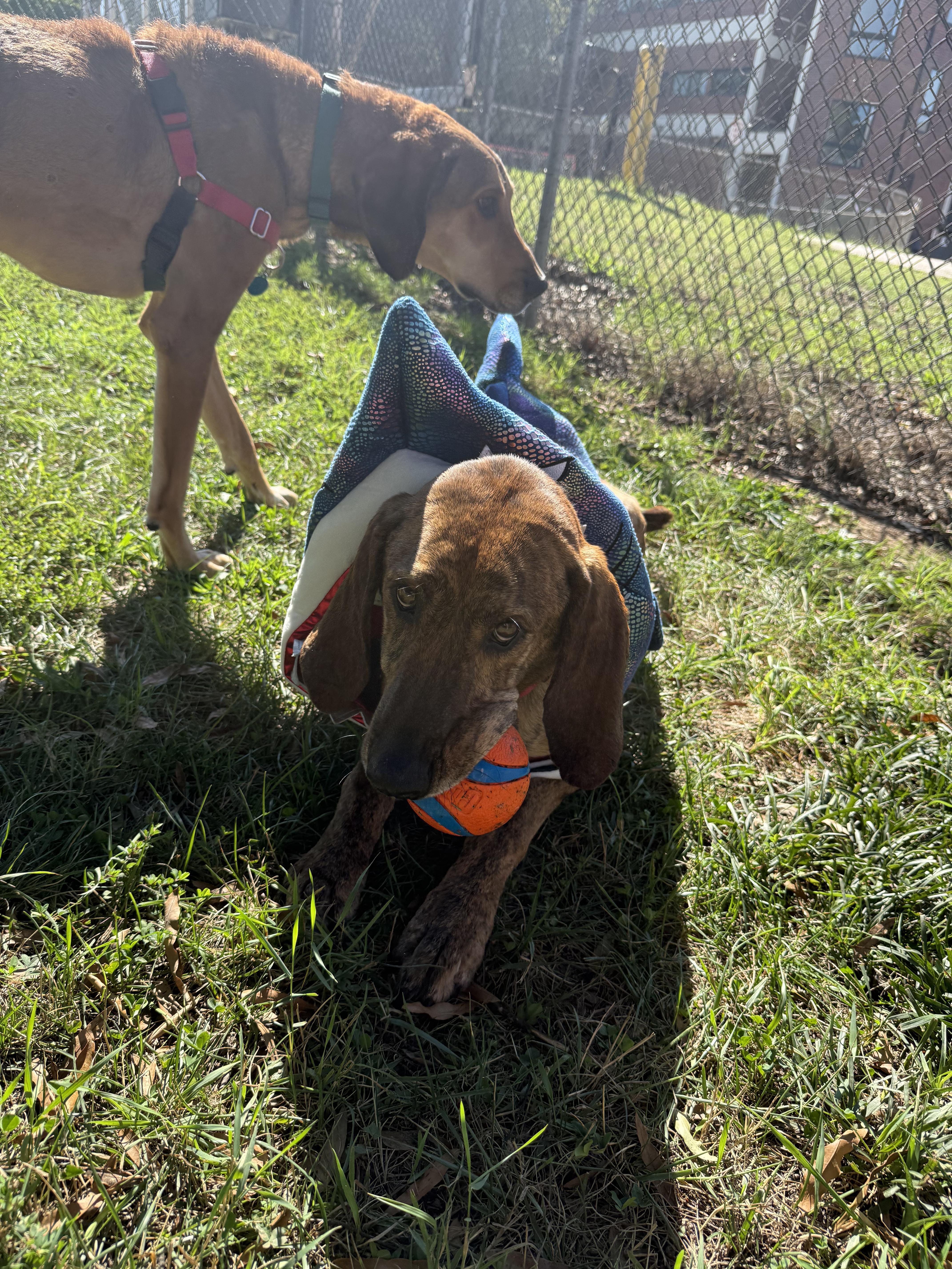 Enlarge Chewy (North Carolina), a Adoptable Hound in Raleigh, NC image 4/6