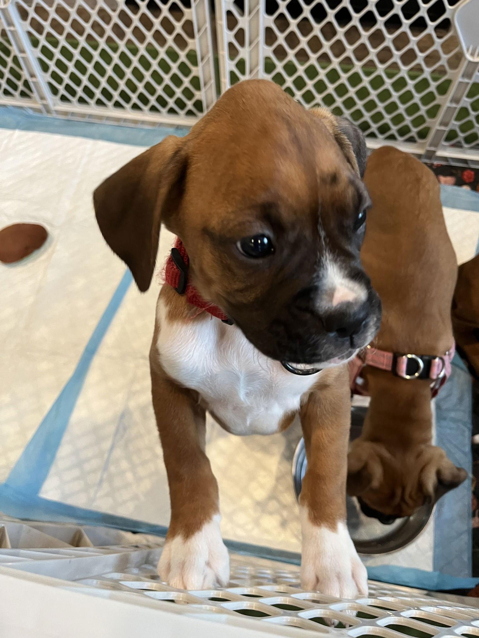 Socks, Adopted, Puppy Female Boxer.