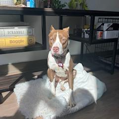 Erin, Adoptable, Young Female Terrier.