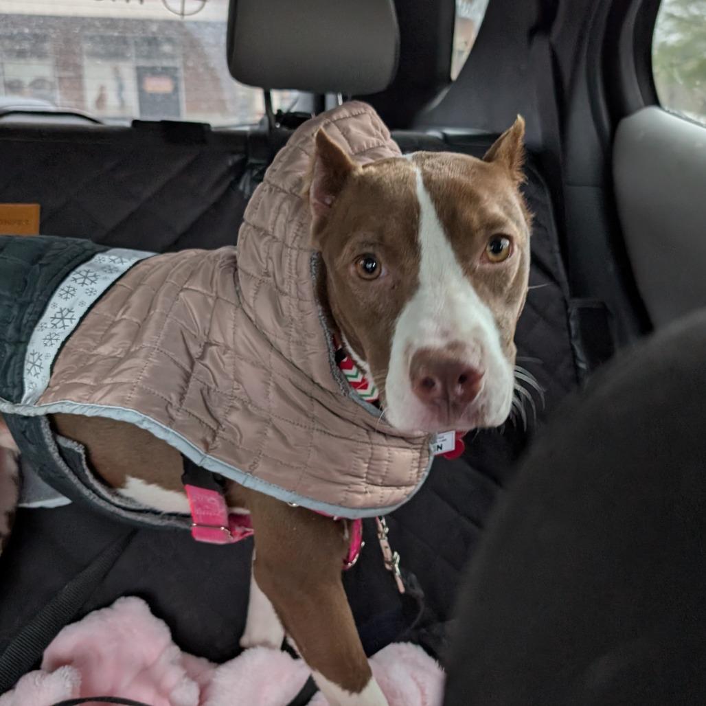 Enlarge Erin, a Adoptable Terrier in Wake Forest, NC image 3/6
