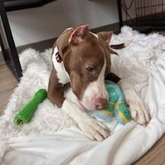 Enlarge Erin, a Adoptable Terrier in Wake Forest, NC image 4/6