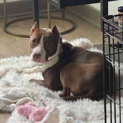 Enlarge Erin, a Adoptable Terrier in Wake Forest, NC image 5/6