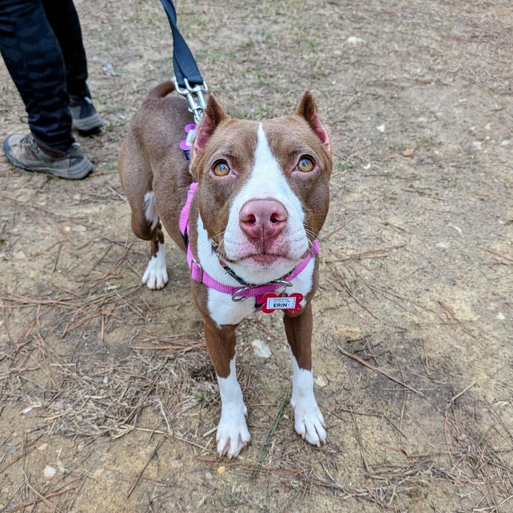 Enlarge Erin, a Adoptable Terrier in Wake Forest, NC image 6/6