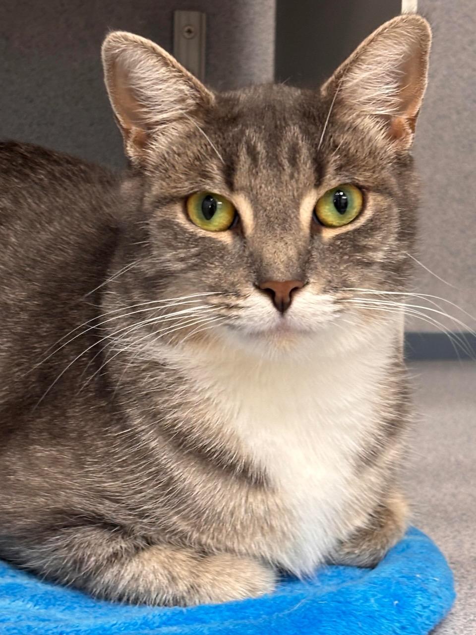 Justine, Adoptable, Adult Female Domestic Short Hair.