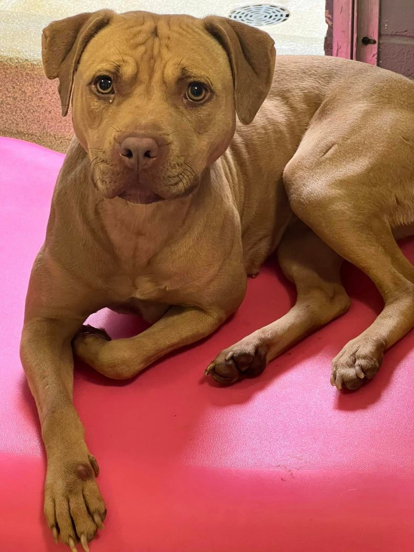Callie, an adoptable Mixed Breed in Windsor, VA_image-1
