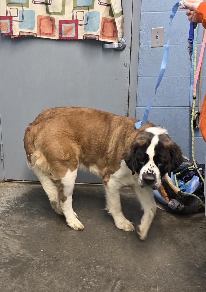 Enlarge Queenie (Stray 1/17), a Adopted Saint Bernard in Evansville, IN image 1/1