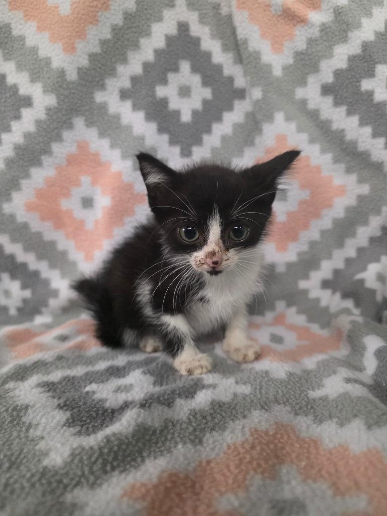 Toronto, Adoptable, Kitten Male Domestic Short Hair.