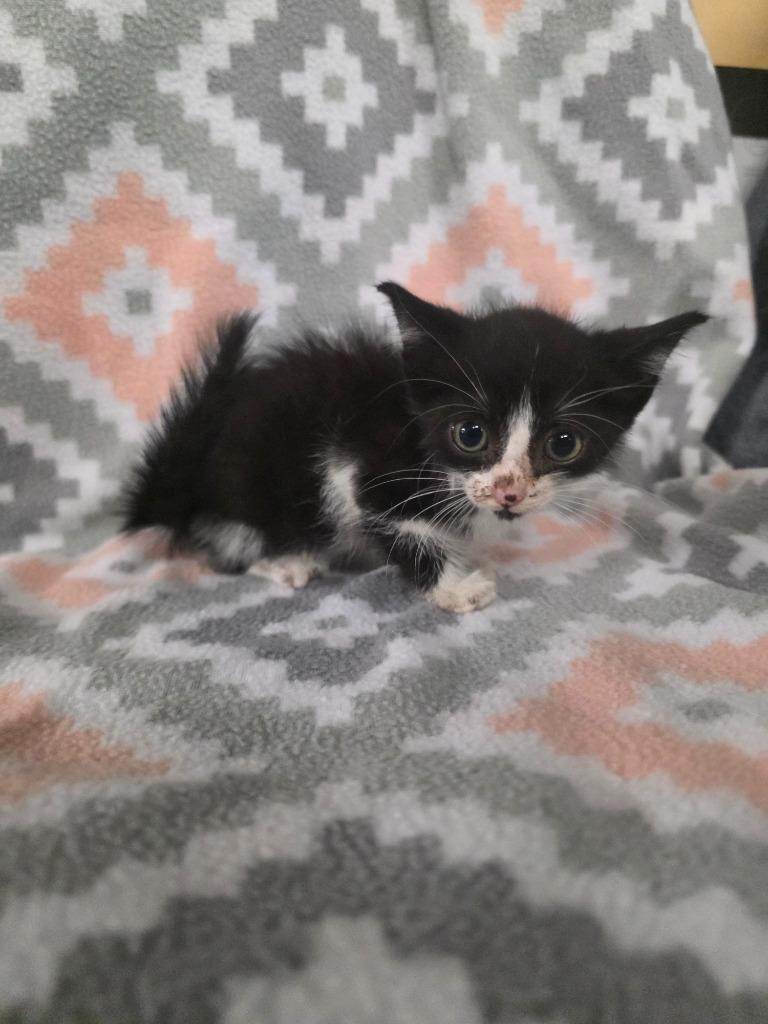 Enlarge Toronto, a Adoptable mixed breed in Rockport, TX image 2/3