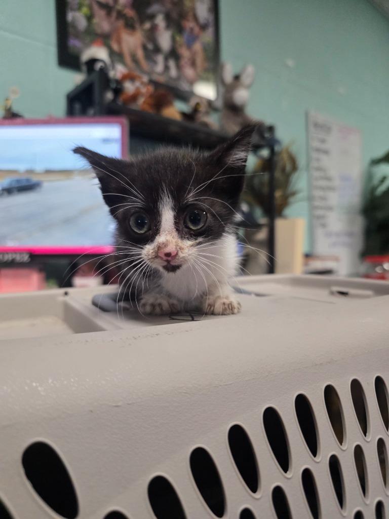 Enlarge Toronto, a Adoptable mixed breed in Rockport, TX image 3/3