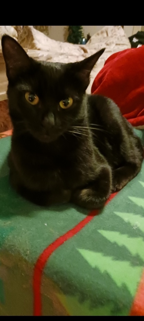 Kiki, Adopted, Young Female Domestic Short Hair.